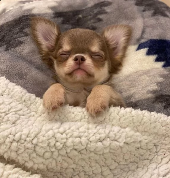 cucciolo di chihuahua
