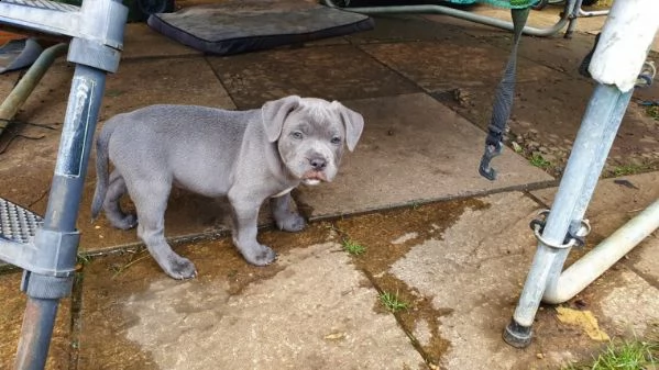 staffordshire blue cuccioli | Foto 0