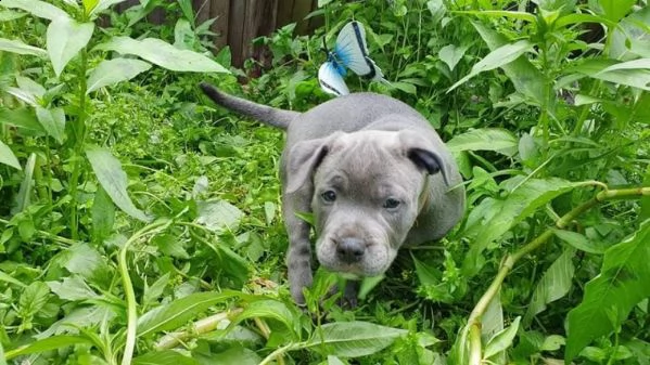 staffordshire blue cuccioli