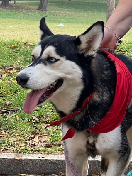 meravigliosa husky di circa 2 anni