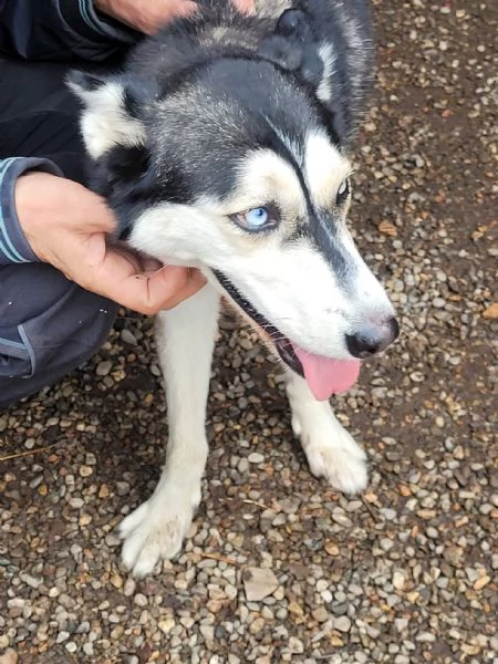 meravigliosa husky di circa 2 anni | Foto 1