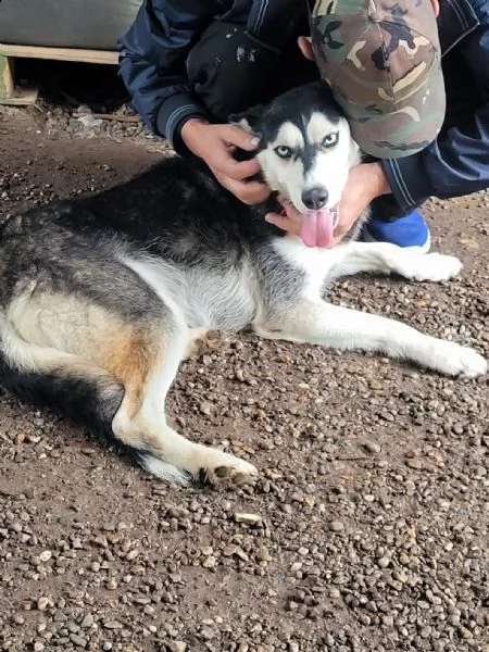 meravigliosa husky di circa 2 anni | Foto 0