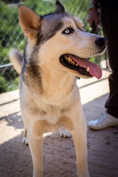 bellissimo husky - ragnar | Foto 3