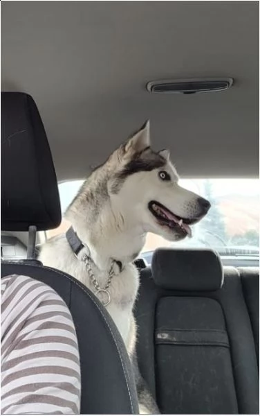 bellissimo husky - ragnar | Foto 2