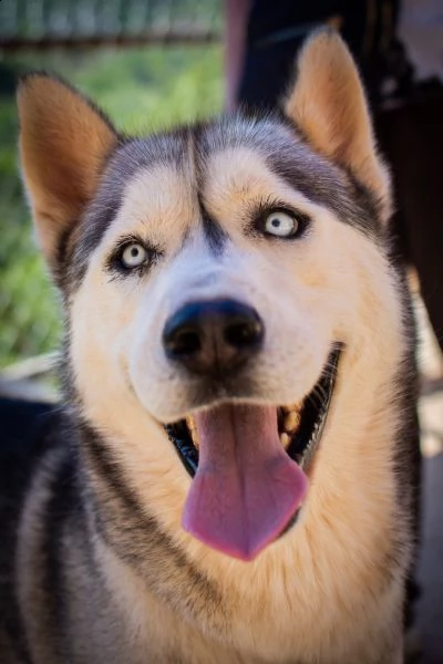bellissimo husky - ragnar