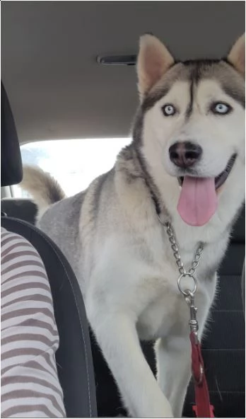 bellissimo husky - ragnar | Foto 0