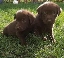 cuccioli di labrador dolc