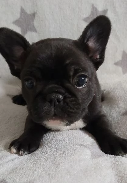 cuccioli di bulldog francese