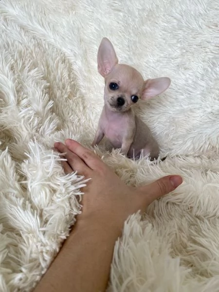 chihuahua  cucciolo