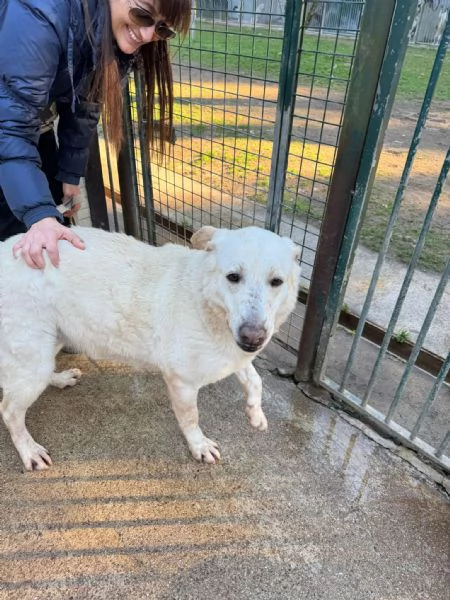 Easy, un Labrador color miele | Foto 6