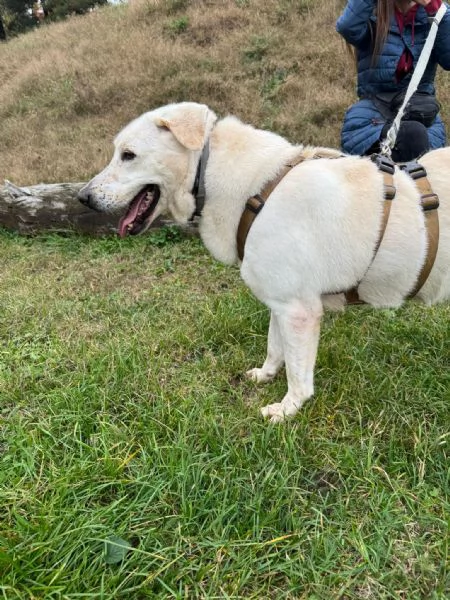 Splendida Labrador - EASY | Foto 6