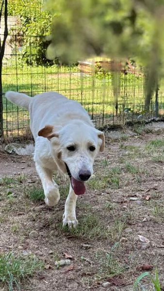 Easy, un Labrador color miele | Foto 5