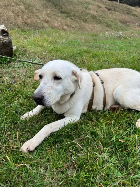 Splendida Labrador - EASY | Foto 5