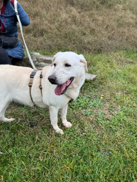 Splendida Labrador - EASY | Foto 4