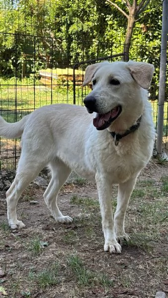 Easy, un Labrador color miele | Foto 5