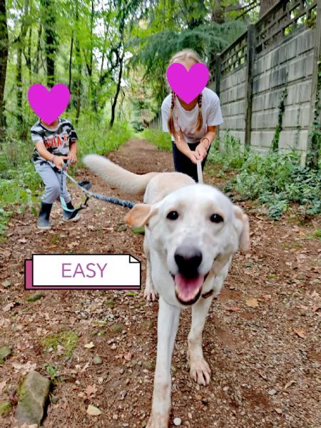 Easy, un Labrador color miele | Foto 4