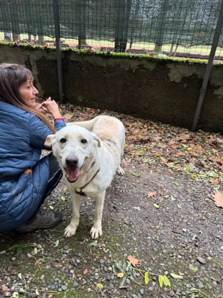 Splendida Labrador - EASY | Foto 3