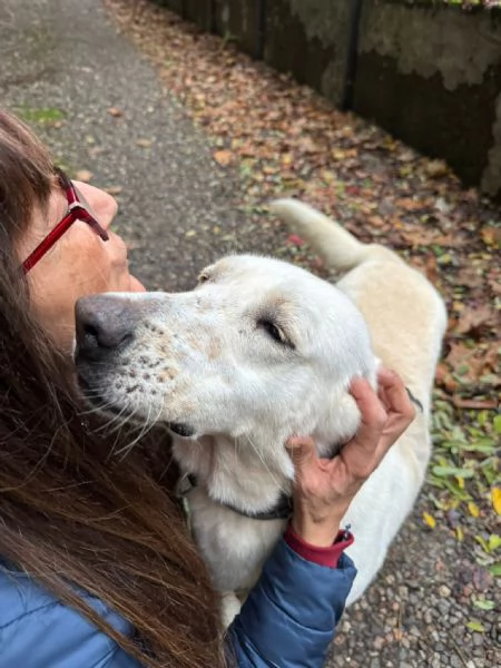 Splendida Labrador - EASY | Foto 2