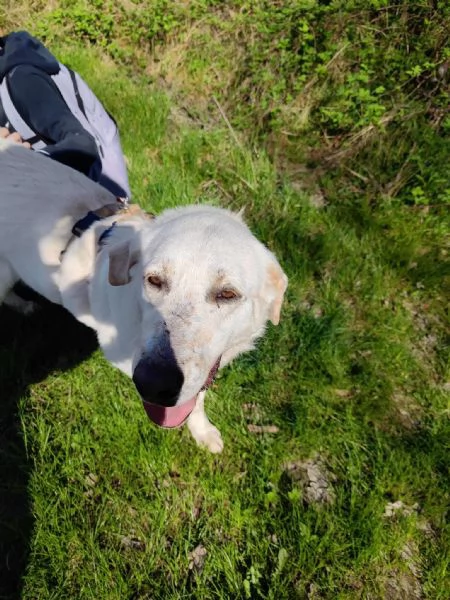 Easy, un Labrador color miele | Foto 4