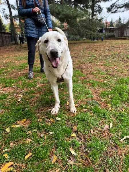 Easy, un Labrador color miele