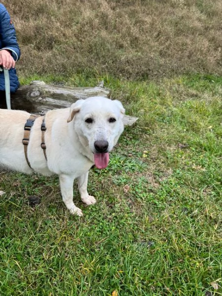 Splendida Labrador - EASY | Foto 1