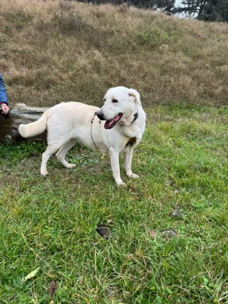 Splendida Labrador - EASY