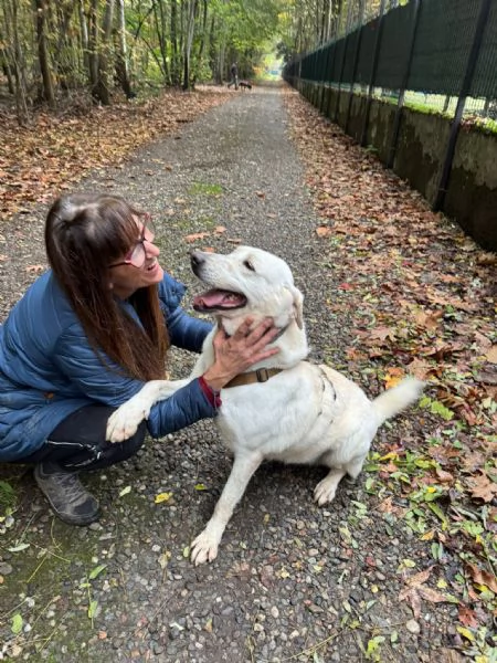 Splendida Labrador - EASY | Foto 0