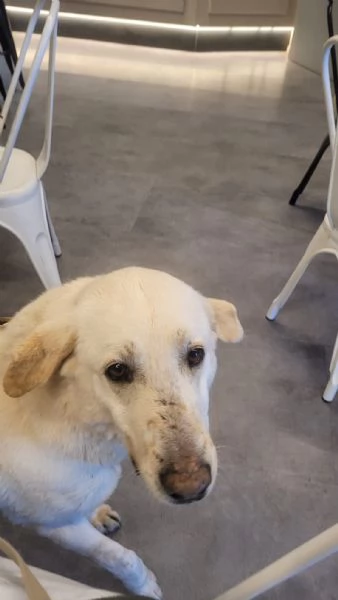 Easy, un Labrador color miele | Foto 5