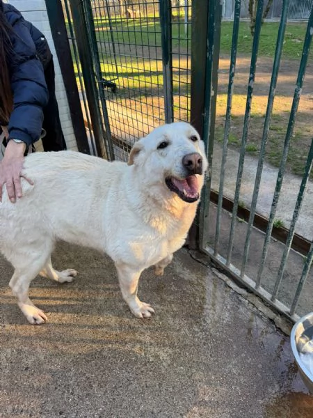 Easy, un Labrador color miele | Foto 4