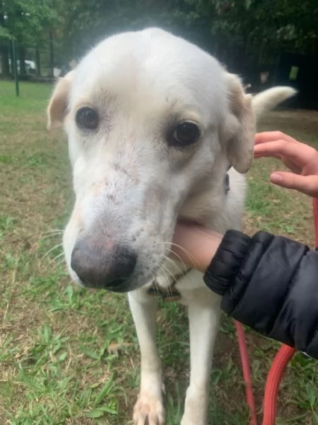 Easy, un Labrador color miele | Foto 3