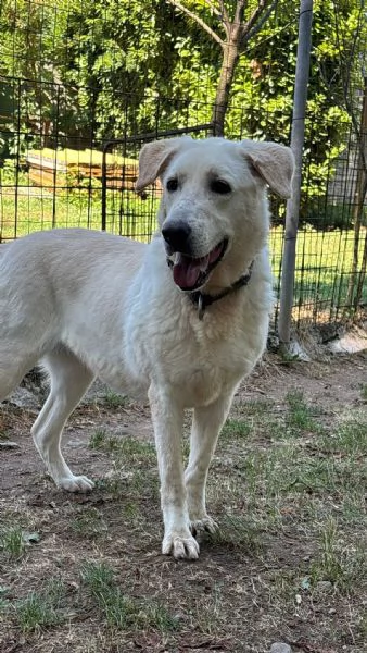 Easy, un Labrador color miele | Foto 3