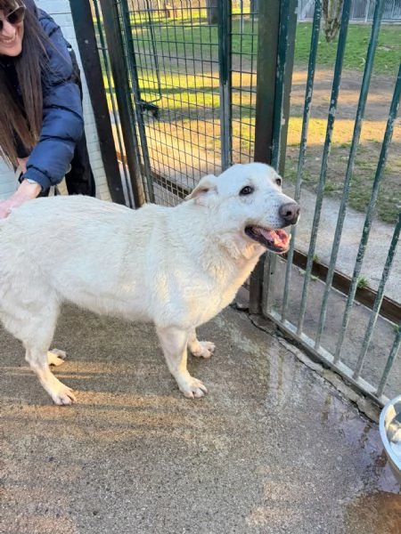 Easy, un Labrador color miele | Foto 2