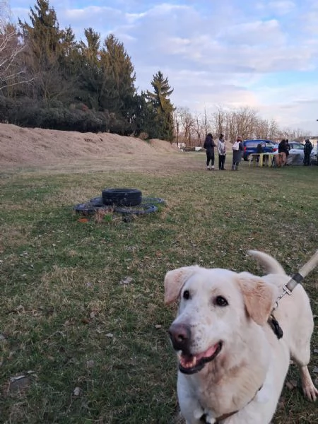 Easy, un Labrador color miele | Foto 2