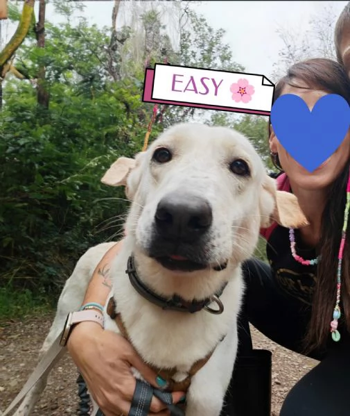 Easy, un Labrador color miele | Foto 1