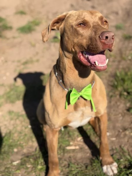 Zoro, meraviglioso Simil pitbull Red Nose 