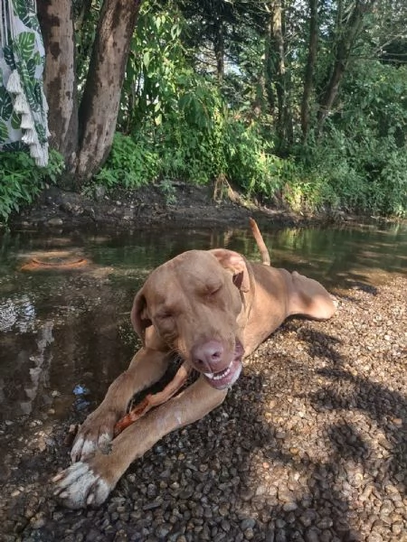 Zoro, meraviglioso Simil pitbull Red Nose  | Foto 5