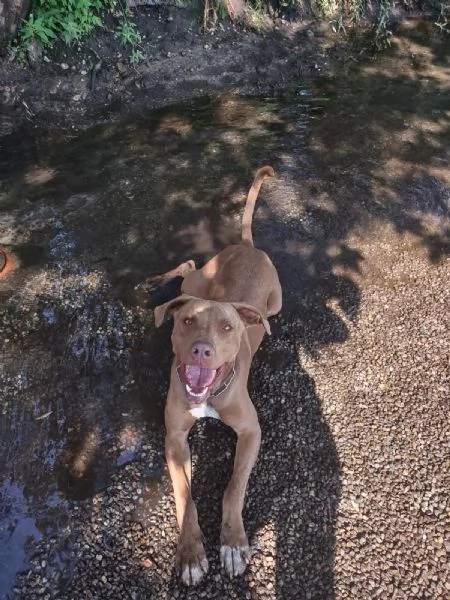 Zoro, meraviglioso Simil pitbull Red Nose  | Foto 4