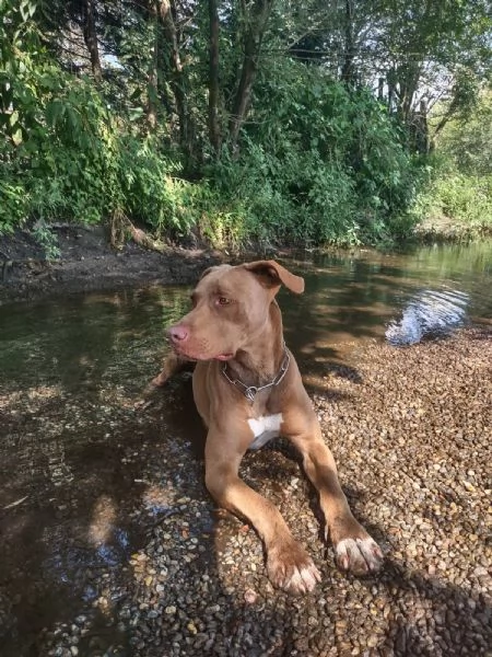 Zoro, meraviglioso Simil pitbull Red Nose  | Foto 3