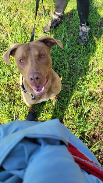 Meraviglioso Pitbull - ZORO