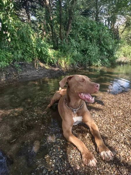 Zoro, meraviglioso Simil pitbull Red Nose  | Foto 2