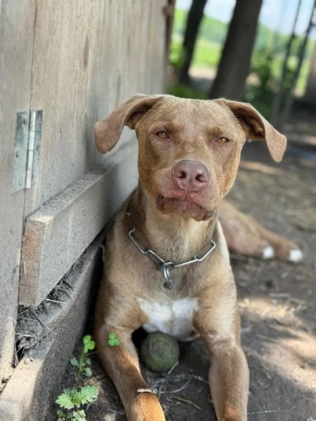 Zoro, meraviglioso Simil pitbull Red Nose  | Foto 5