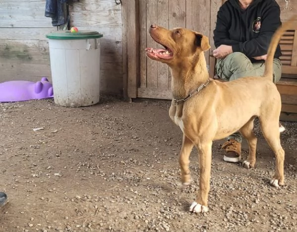 Zoro, meraviglioso Simil pitbull Red Nose  | Foto 5