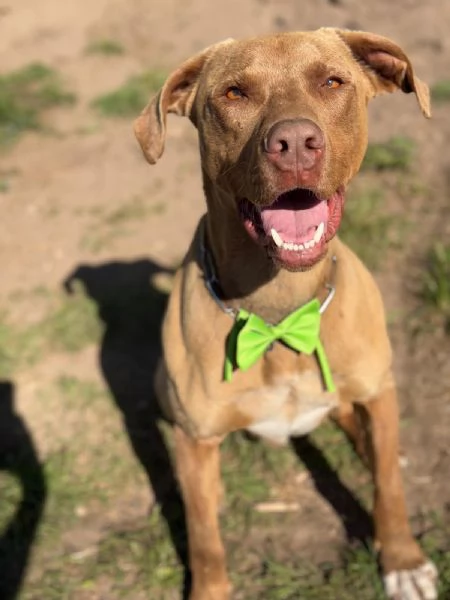 Zoro, meraviglioso Simil pitbull Red Nose  | Foto 4