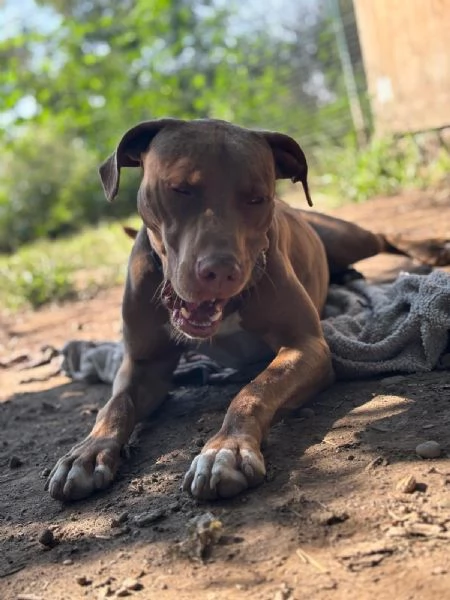 Meraviglioso Pitbull - ZORO | Foto 5