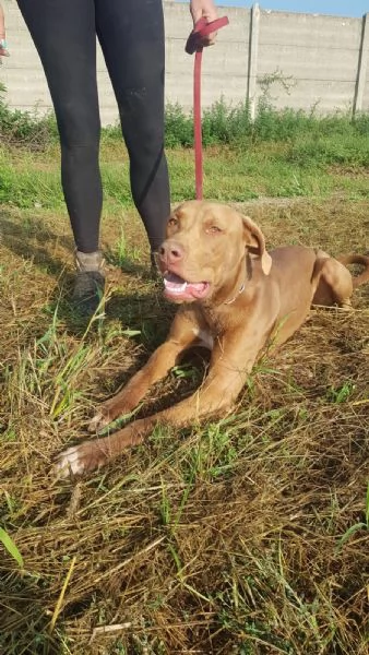 Meraviglioso Pitbull - ZORO | Foto 4