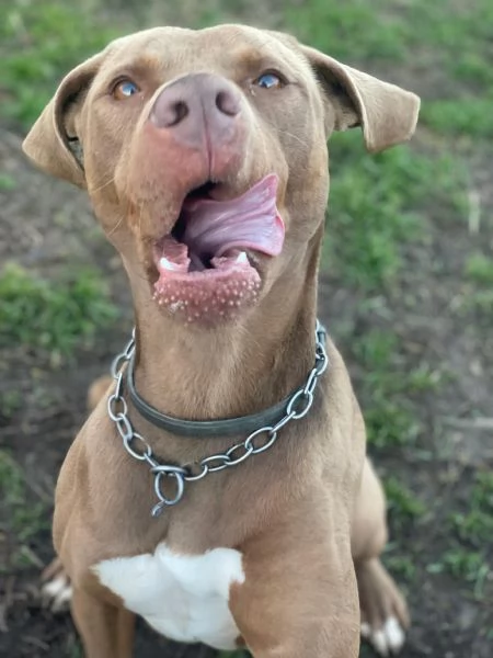 Zoro, meraviglioso Simil pitbull Red Nose  | Foto 4