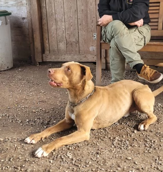 Zoro, meraviglioso Simil pitbull Red Nose  | Foto 3