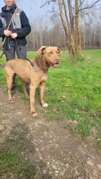 Zoro, meraviglioso Simil pitbull Red Nose 