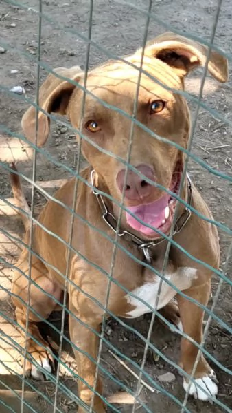 Zoro, meraviglioso Simil pitbull Red Nose  | Foto 2