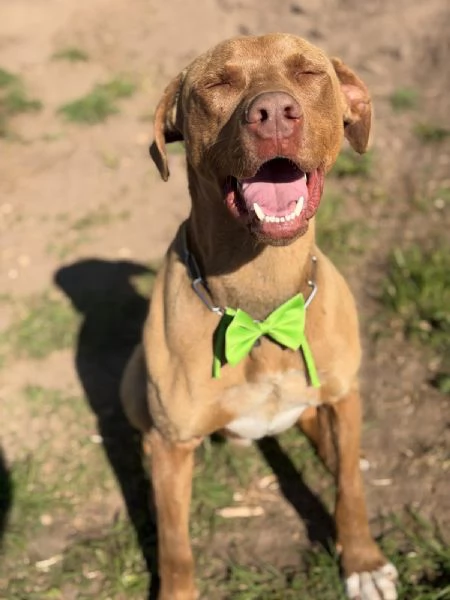 Zoro, meraviglioso Simil pitbull Red Nose  | Foto 1